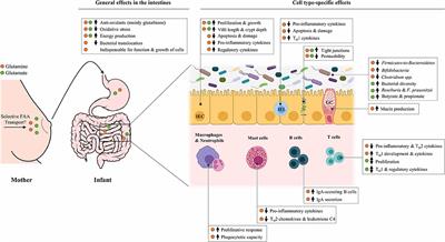 Free Amino Acids in Human Milk: A Potential Role for Glutamine and Glutamate in the Protection Against Neonatal Allergies and Infections